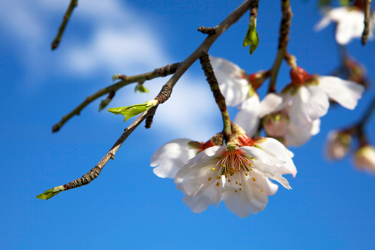 Almond blossoms