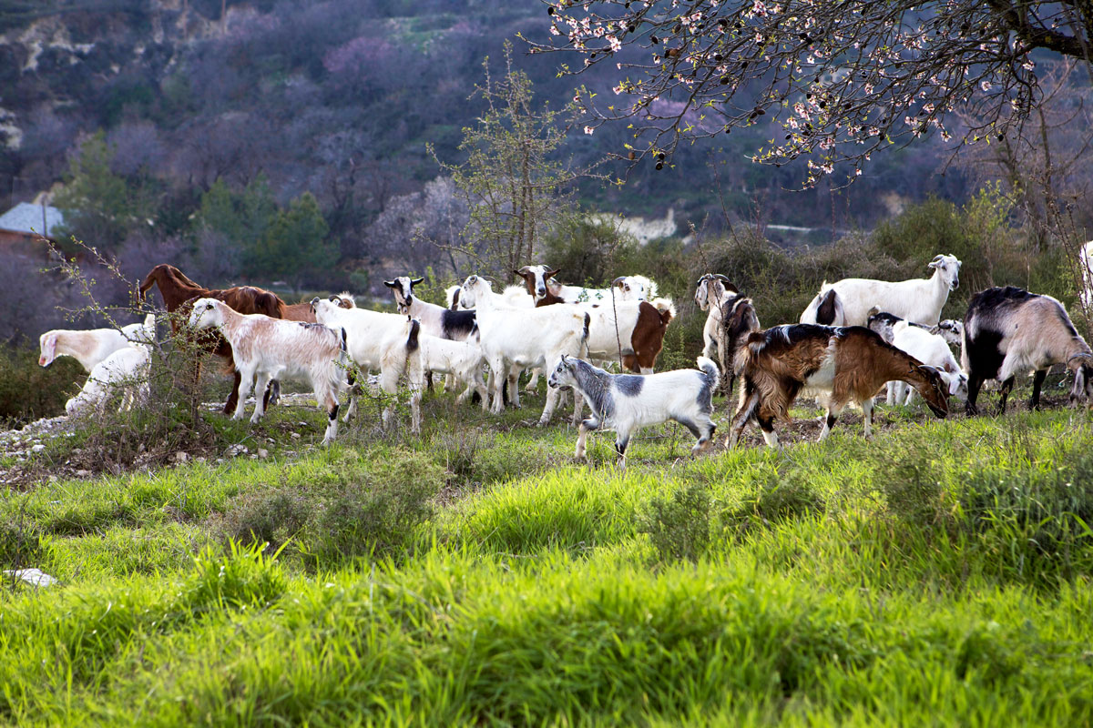 Kilani village – Cyprus