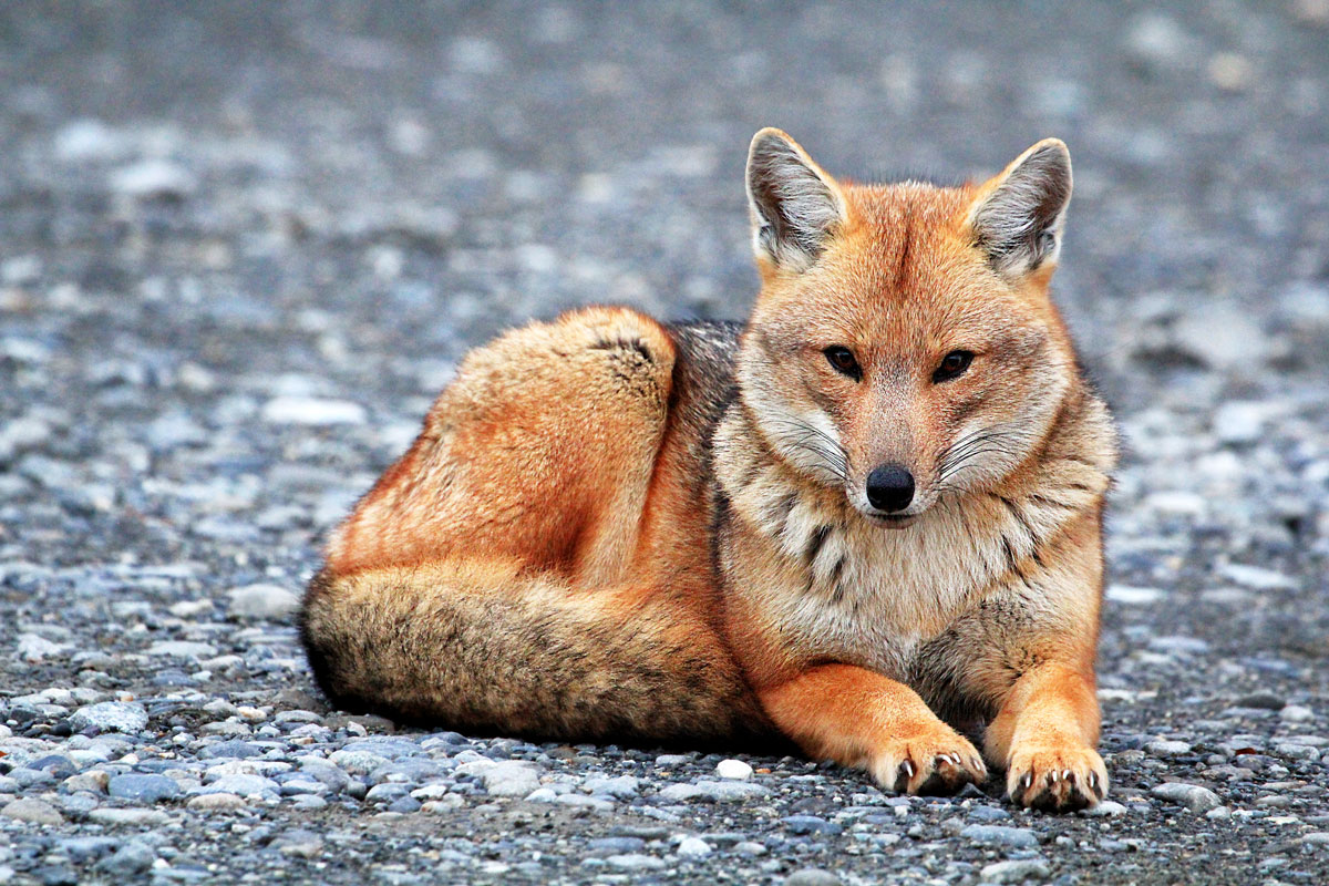 Fox in Perito Moreno