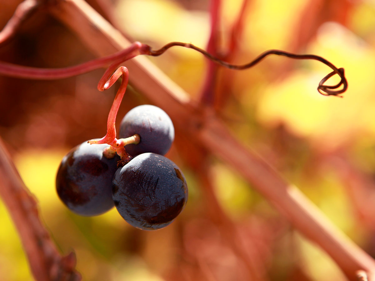 Cyprus grapes