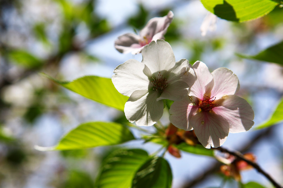 Sakura macro