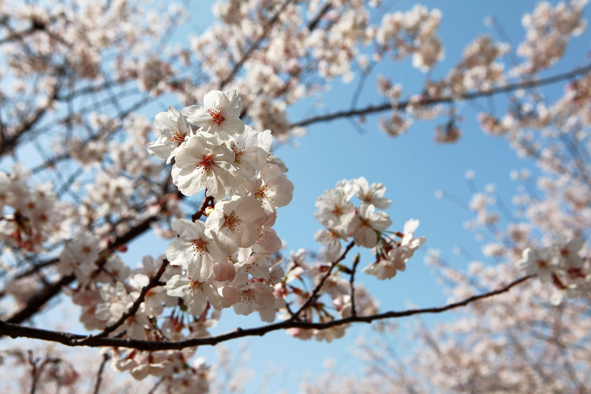 Sakura