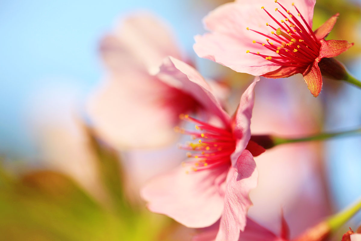 Spring in Japan