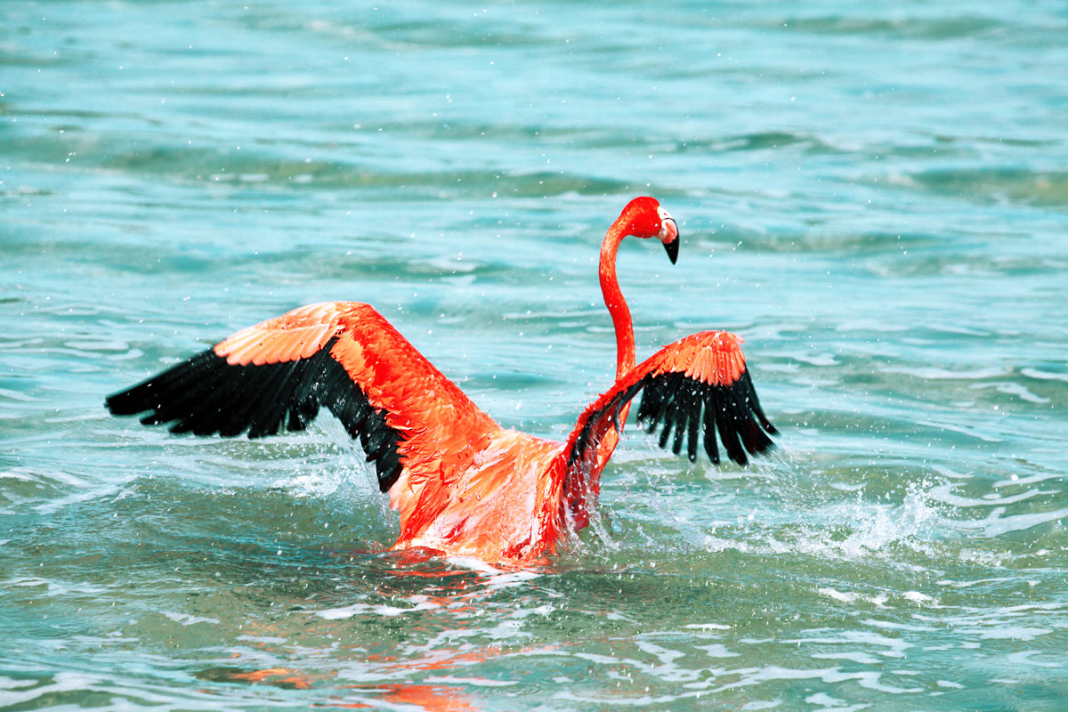 Cuban Flamingo