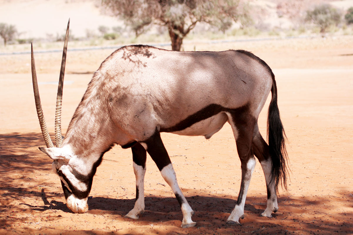 Namibia horns