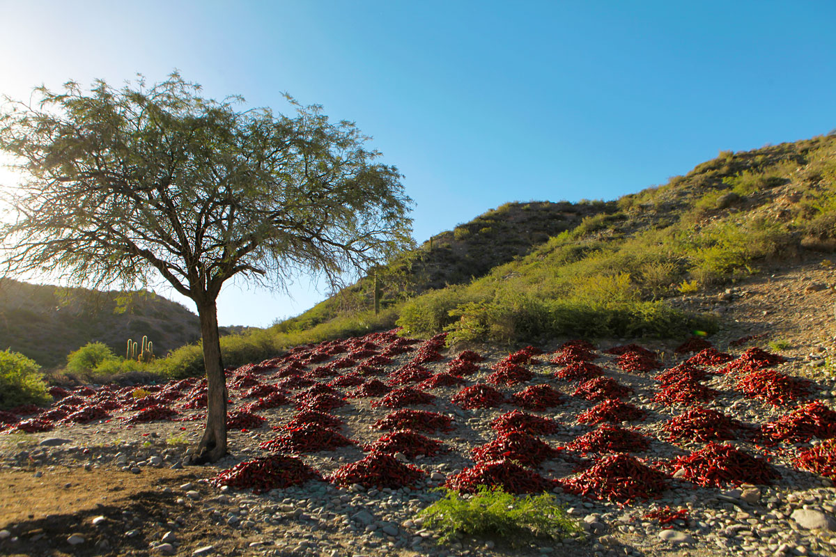 Dry Chili in Salta