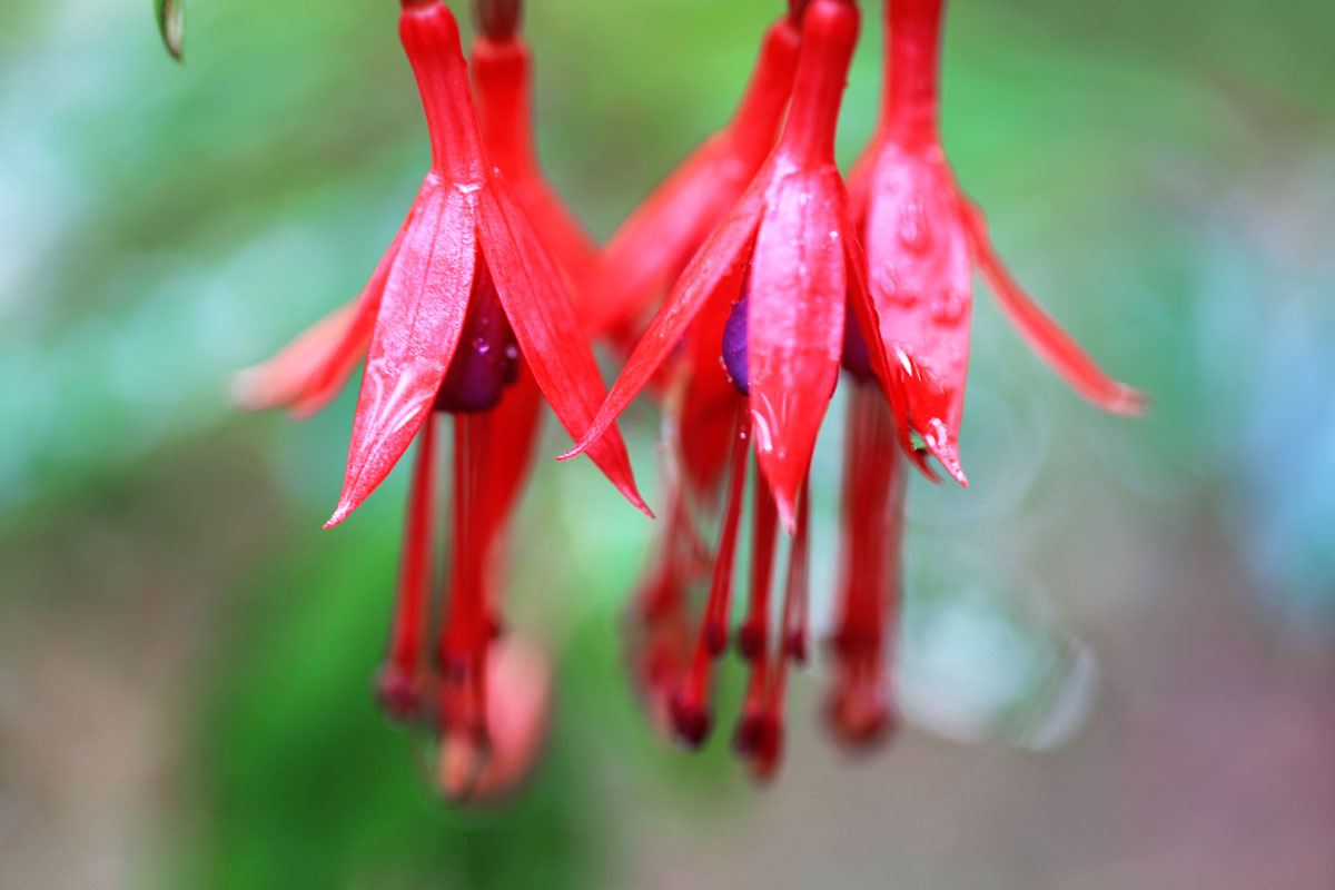 Fuchsia Magellanica