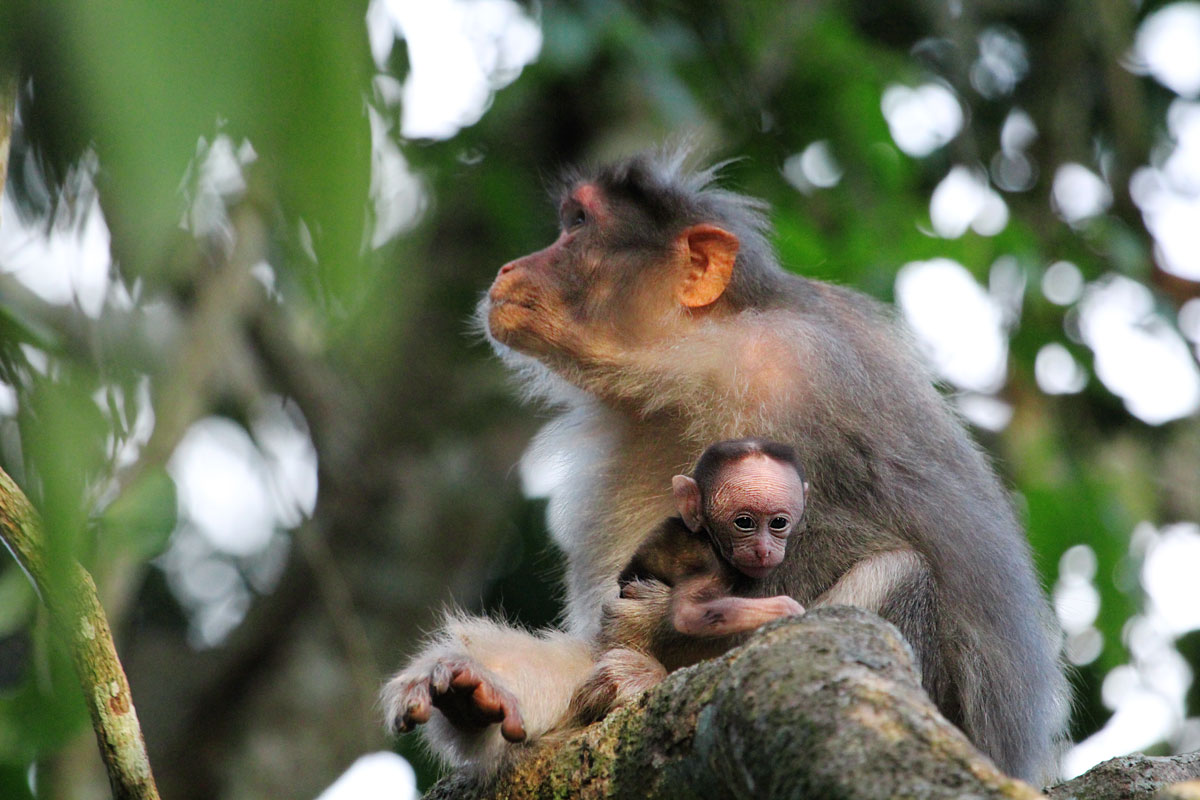 Baby Monkey