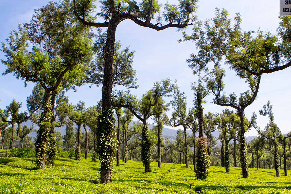 Yellagiri Hills